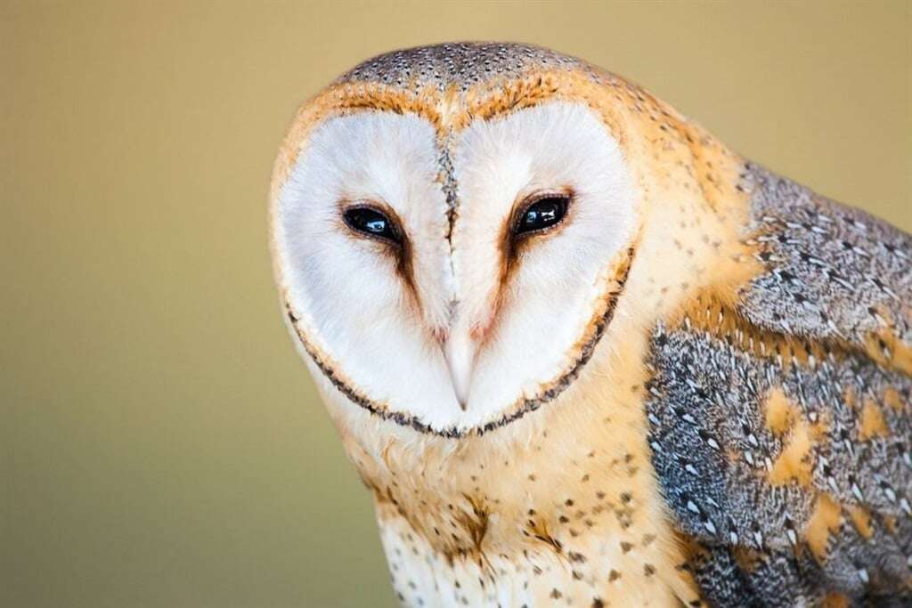 Limpopo pastor, congregants sentenced for animal cruelty after torturing owl