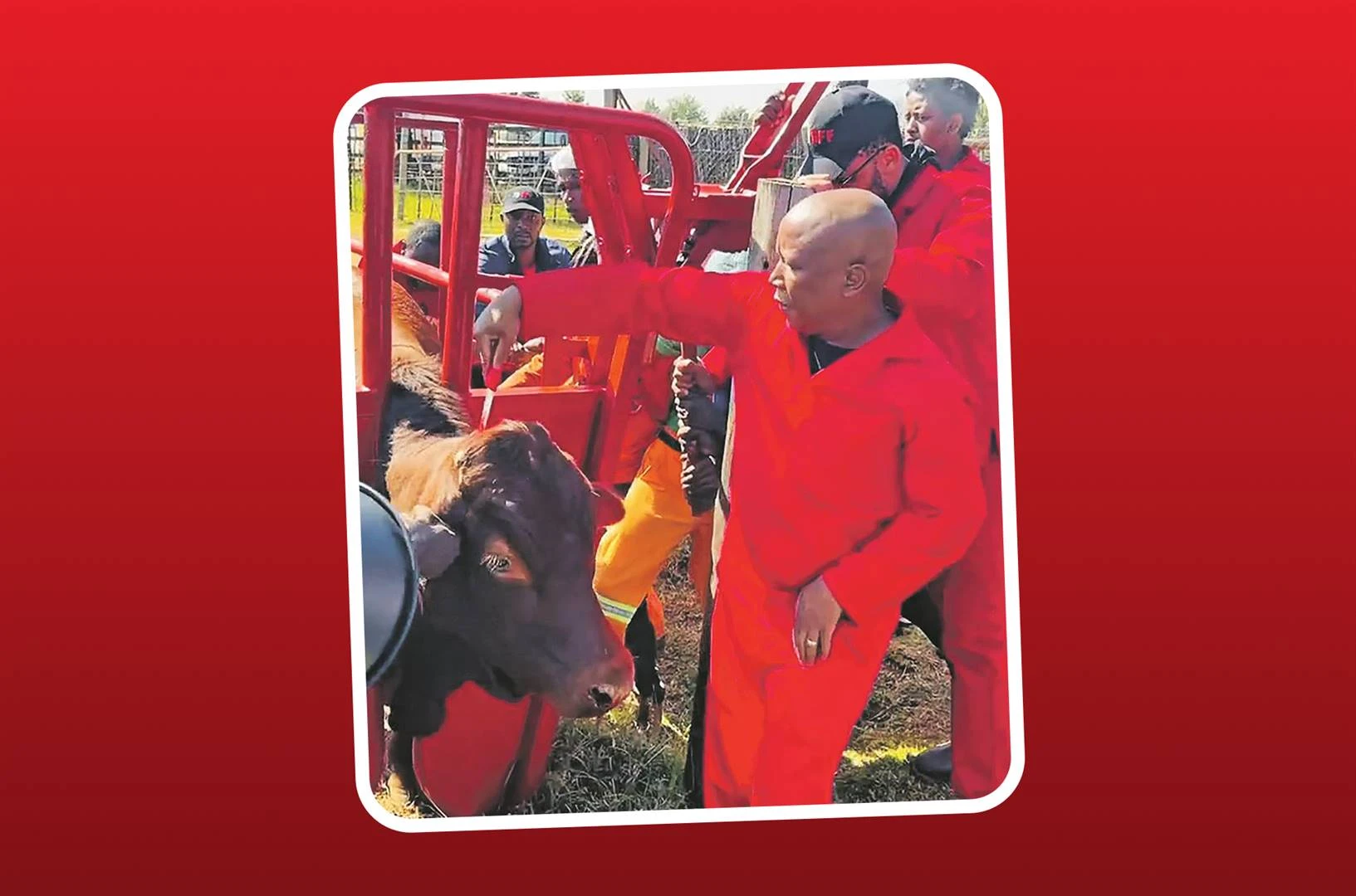 NVG verwerp video: Malema skotvry ná hy bees met stomp mes slag