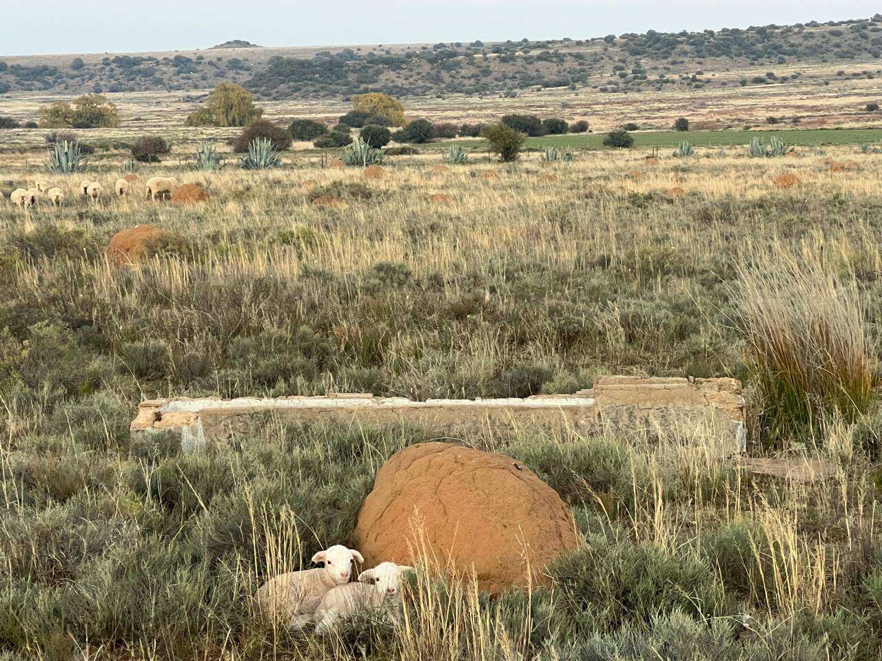 Vrystaters, N-Kapenaars gaan van Dinsdag af weer baadjies gryp