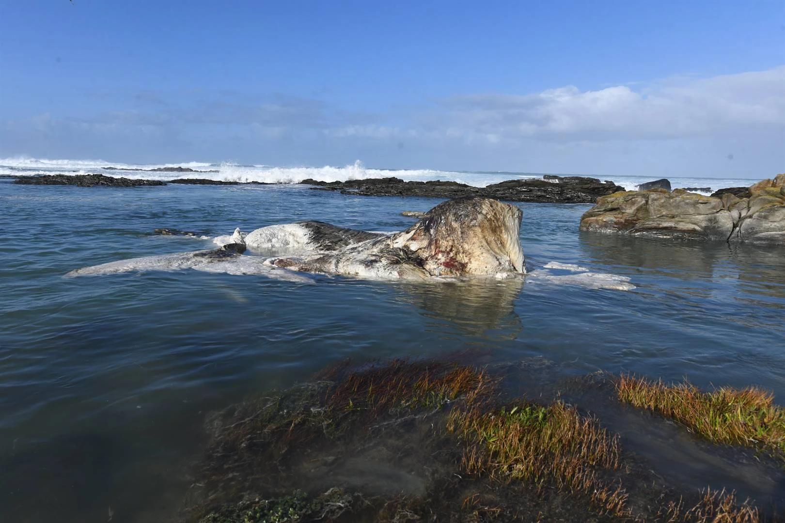 Karkas van walvis ná byna ’n maand steeds by Schoenmakerskop