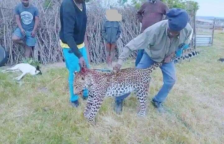 'I was terribly afraid': Eastern Cape man kills leopard with panga after being attacked