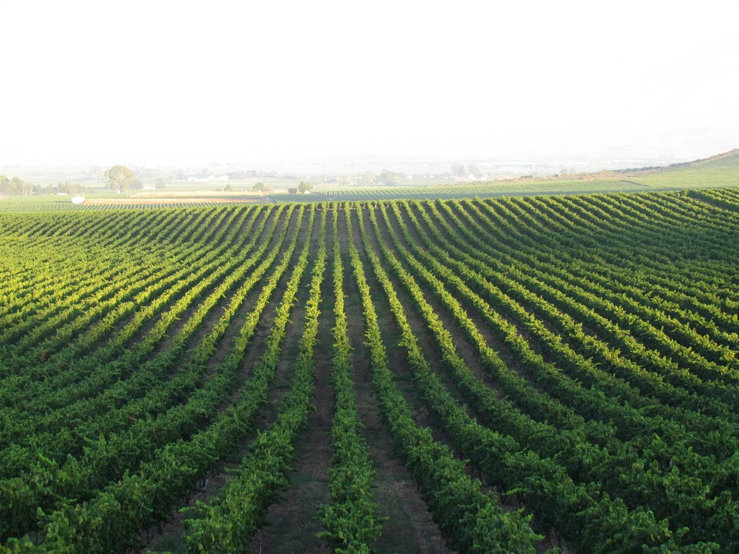 Inkomste uit landbou styg 6,8% afgelope 6 jaar