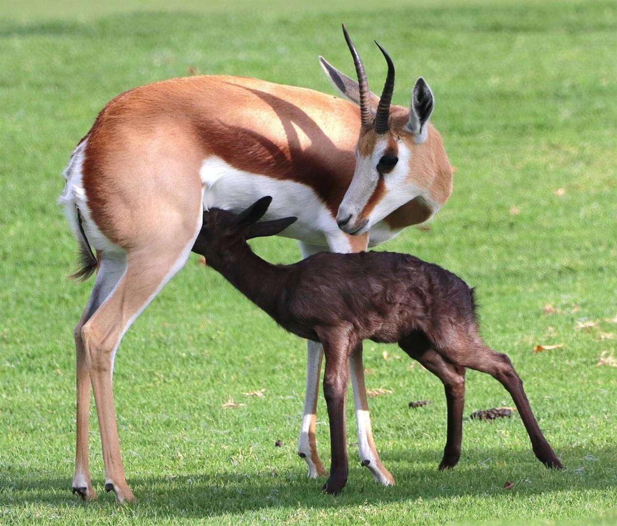 Gholflandgoed se eerste swart springbok heet nou ‘Siya’