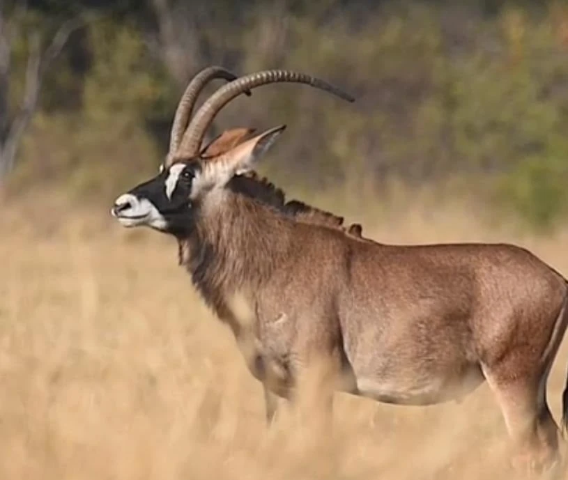 Wildsbok neem veiling op horings toe sy Mojo R2 m. laat inrol