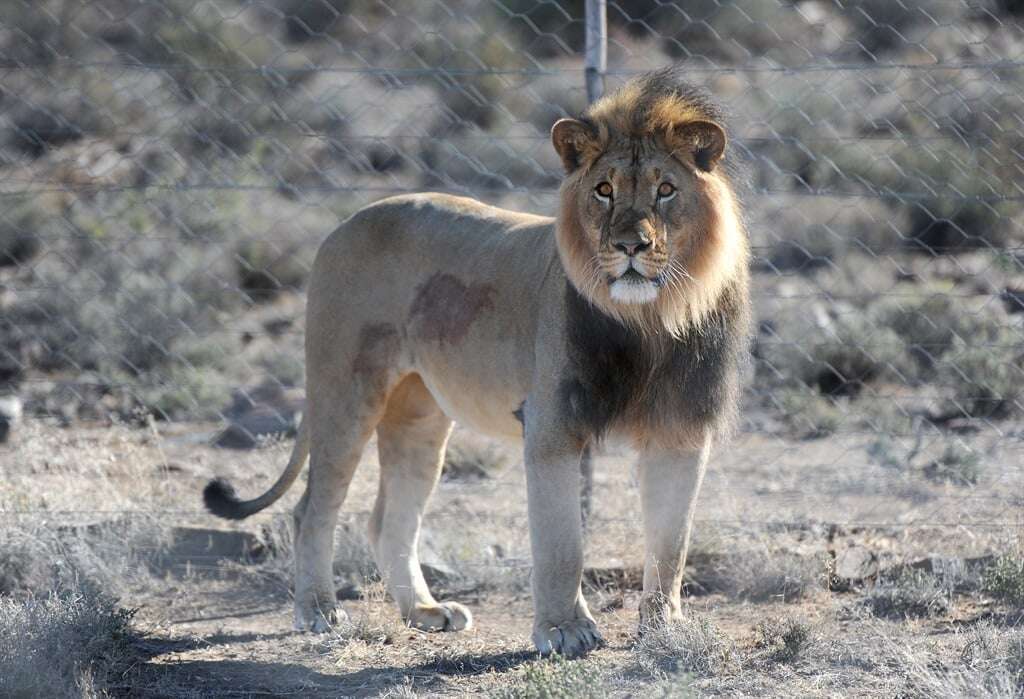 Professional hunters kill lion following attacks on livestock in northern KZN