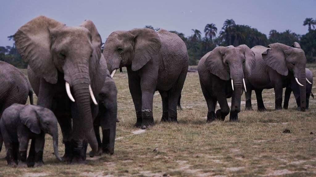 Zimbabwe to cull 200 elephants amid food shortages