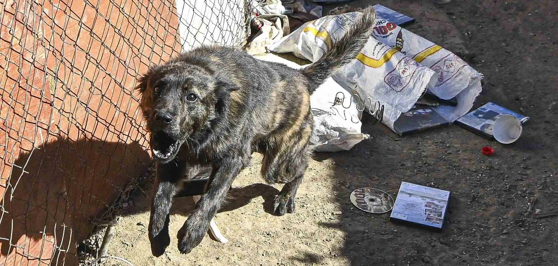 Familiehond ‘byt Bloemfonteinse vrou se bolip af’ toe sy hom vryf