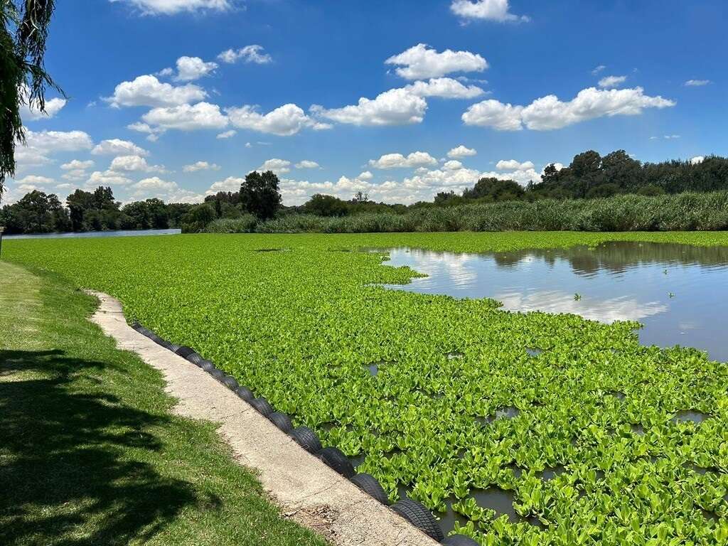 Anthony Turton | Are we witnessing a new pattern of blue-green algae activity?