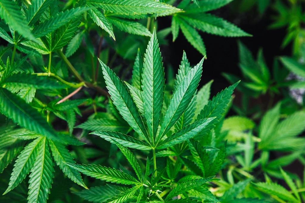 Morocco says it seized almost five tonnes of cannabis resin
