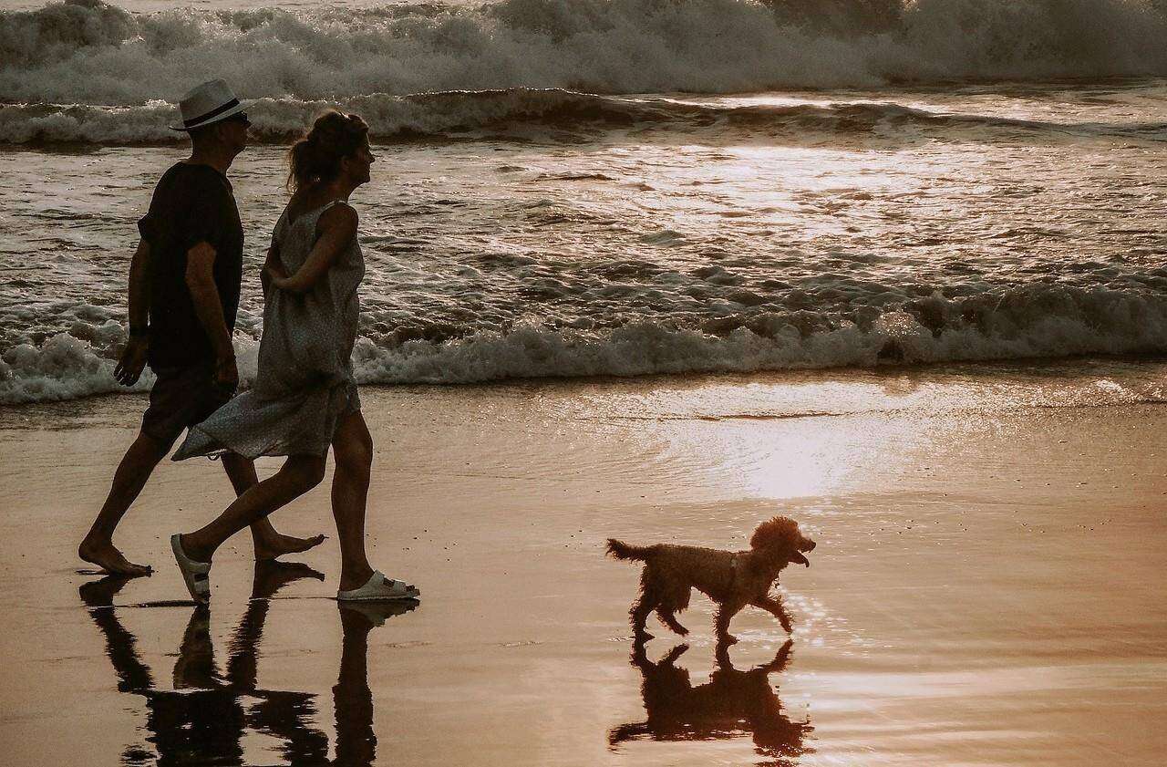 Hondsdolheid: Honde móét nou aan leiband wees op Plet se strande