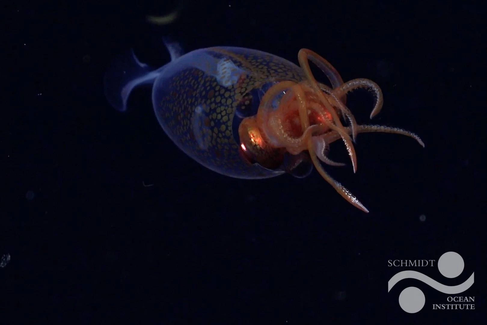 Seldsame inkvis eerste keer ooit in natuurlike omgewing afgeneem