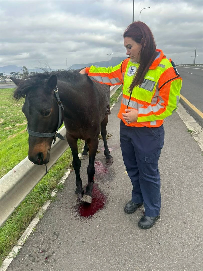 Diere-inspekteur met geweer teen kop gedreig toe sy ponie wou red