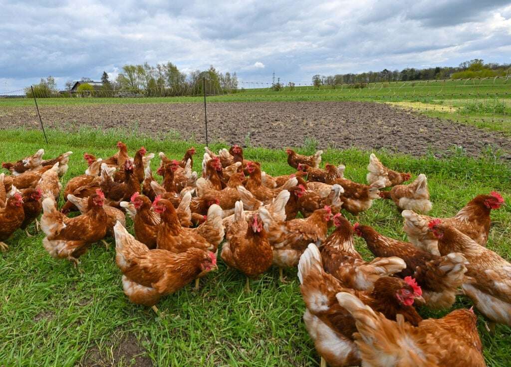 Mass culling of chickens in Delmas as starving birds resort to cannabilism