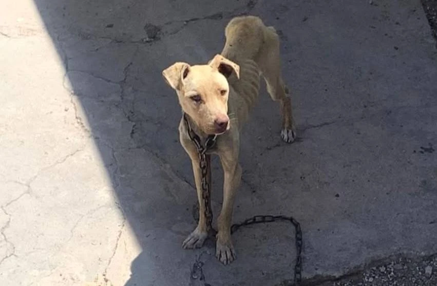 Man van Gqeberha gevonnis omdat hy honde aan paal vasketting