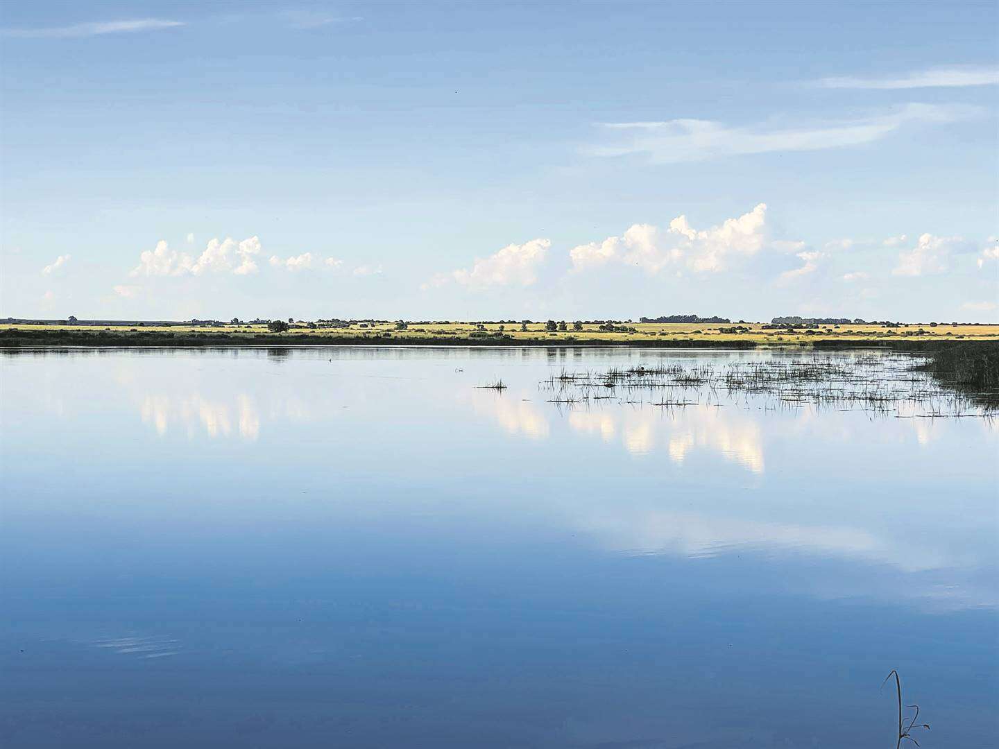 Dominique Botha | Ek’s van ’n plaas in die Vrystaat, waar die dood springlewendig is