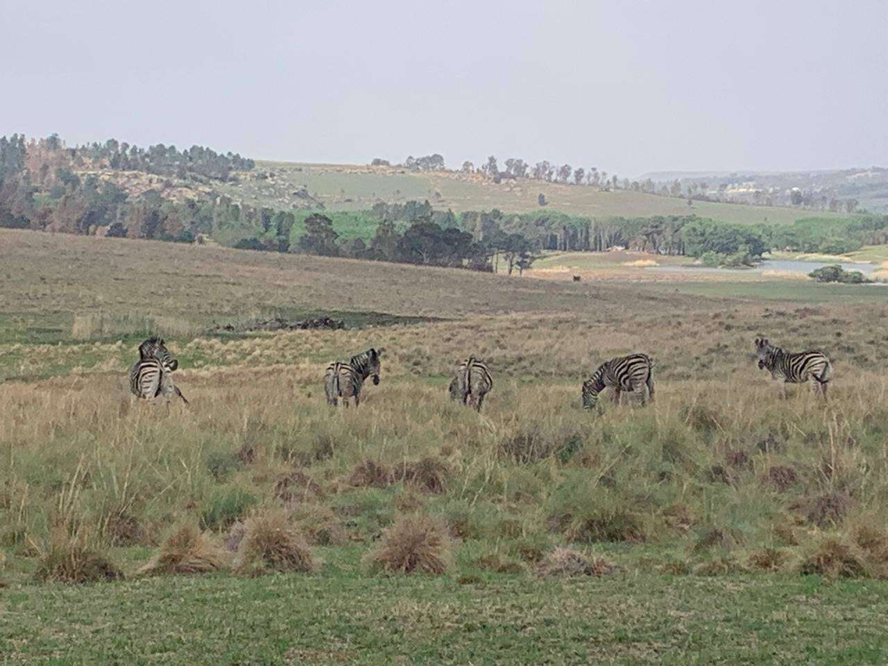 DA bekommerd oor ‘swak bestuurde Wolhuterskop-reservaat’