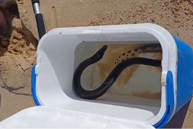 Minstens 10 geelpensseeslange op strande in Oos- en Wes-Kaap gekry