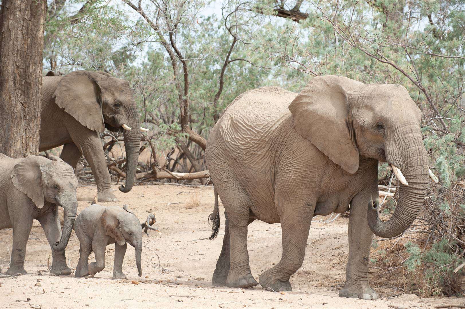 Namibië se droogte-uitdunning van meer as 700 stuks wild begin