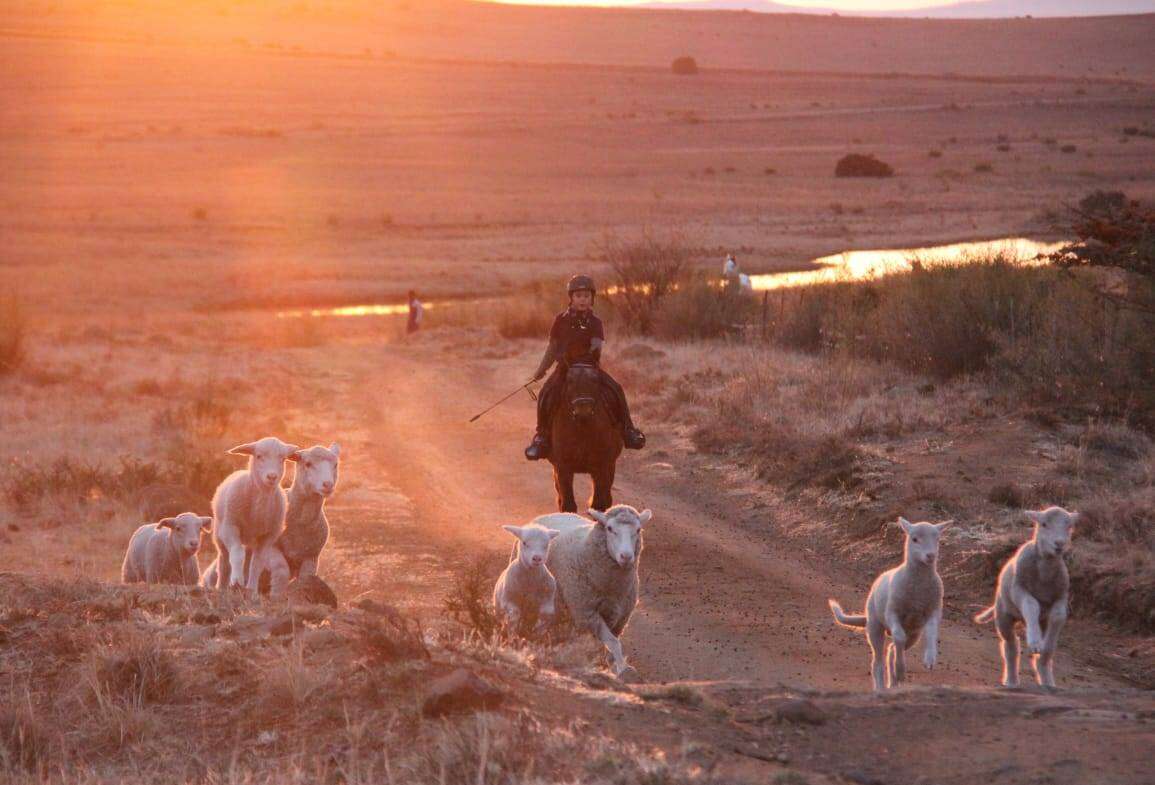 Suid-Vrystaatse plaasseun (8) wafferse cowboy op ponie se rug