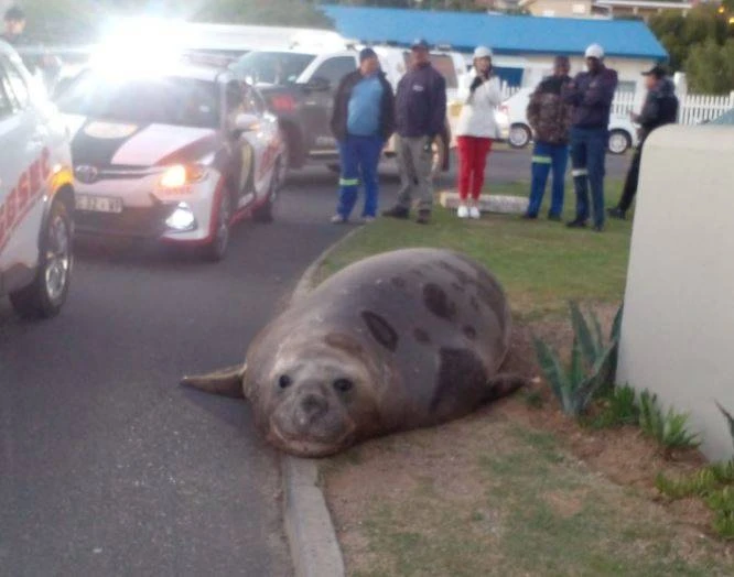 Drama en opwinding toe olifantrob in Gordonsbaai se strate waggel