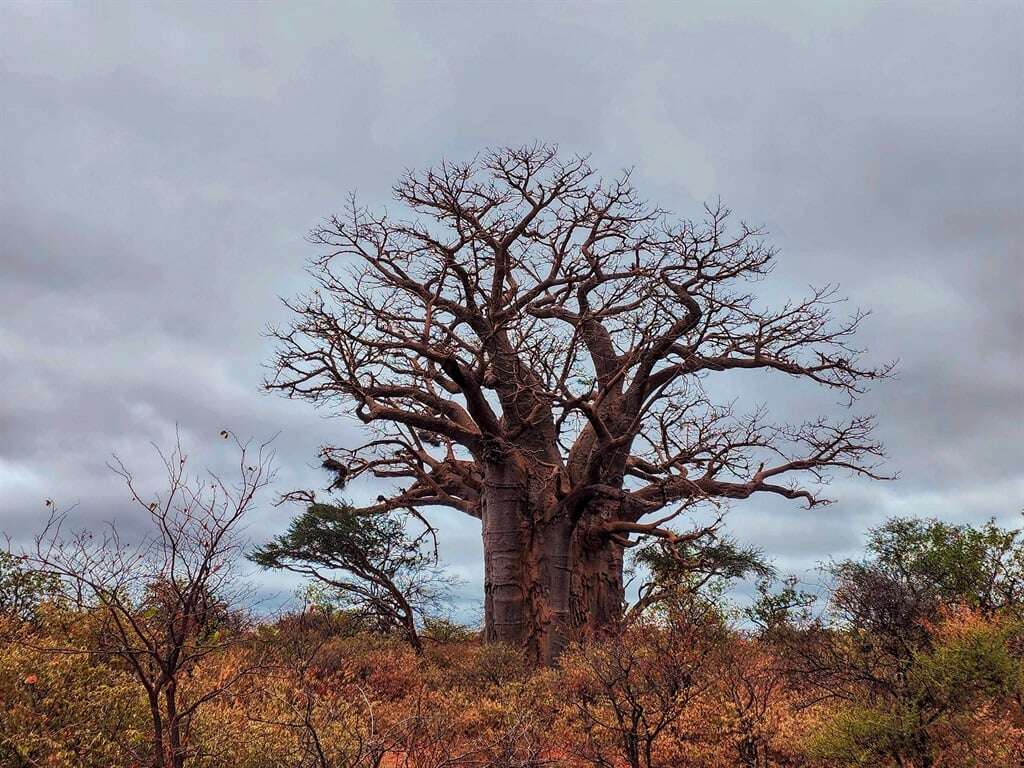 Limpopo-sone: Valbyl hang oor tot 700 000 beskermde bome, oeroue kremetarte