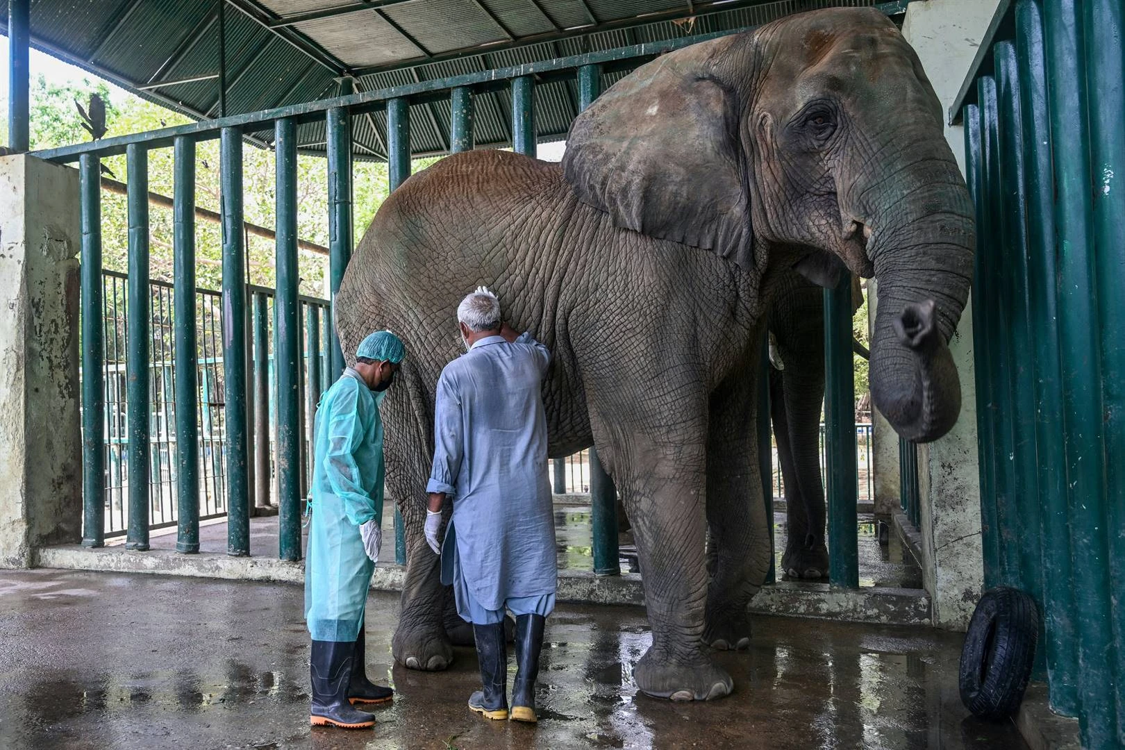 Olifante met TB 400 pille ’n dag gevoer in safaripark in Pakistan