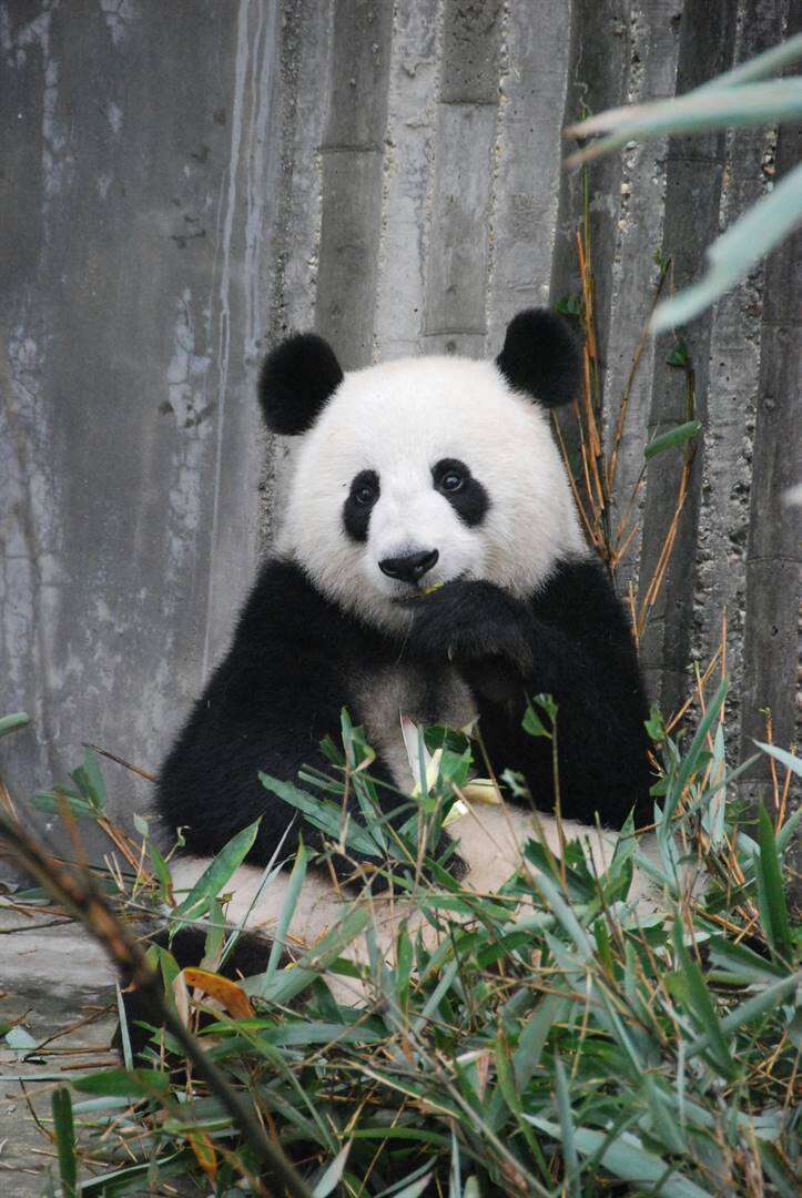 Finse dieretuin stuur pandas terug na China oor koste van huisvesting