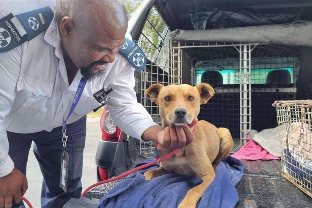 Meet Sergeant, the loyal dog who waited weeks at a Cape Town police station for his dead owner