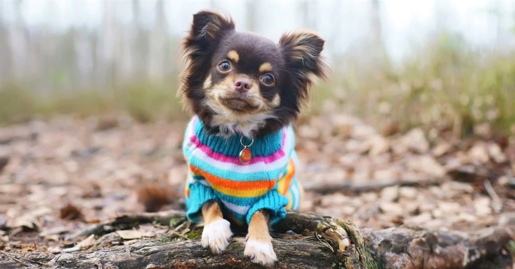 Jou viervoetige vriend kry ook koud: Só hou jy jou hond warm én gesond in die koue