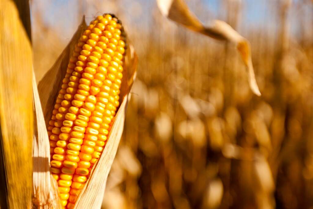 SA maize harvest will be a lot smaller than last year, new estimates show