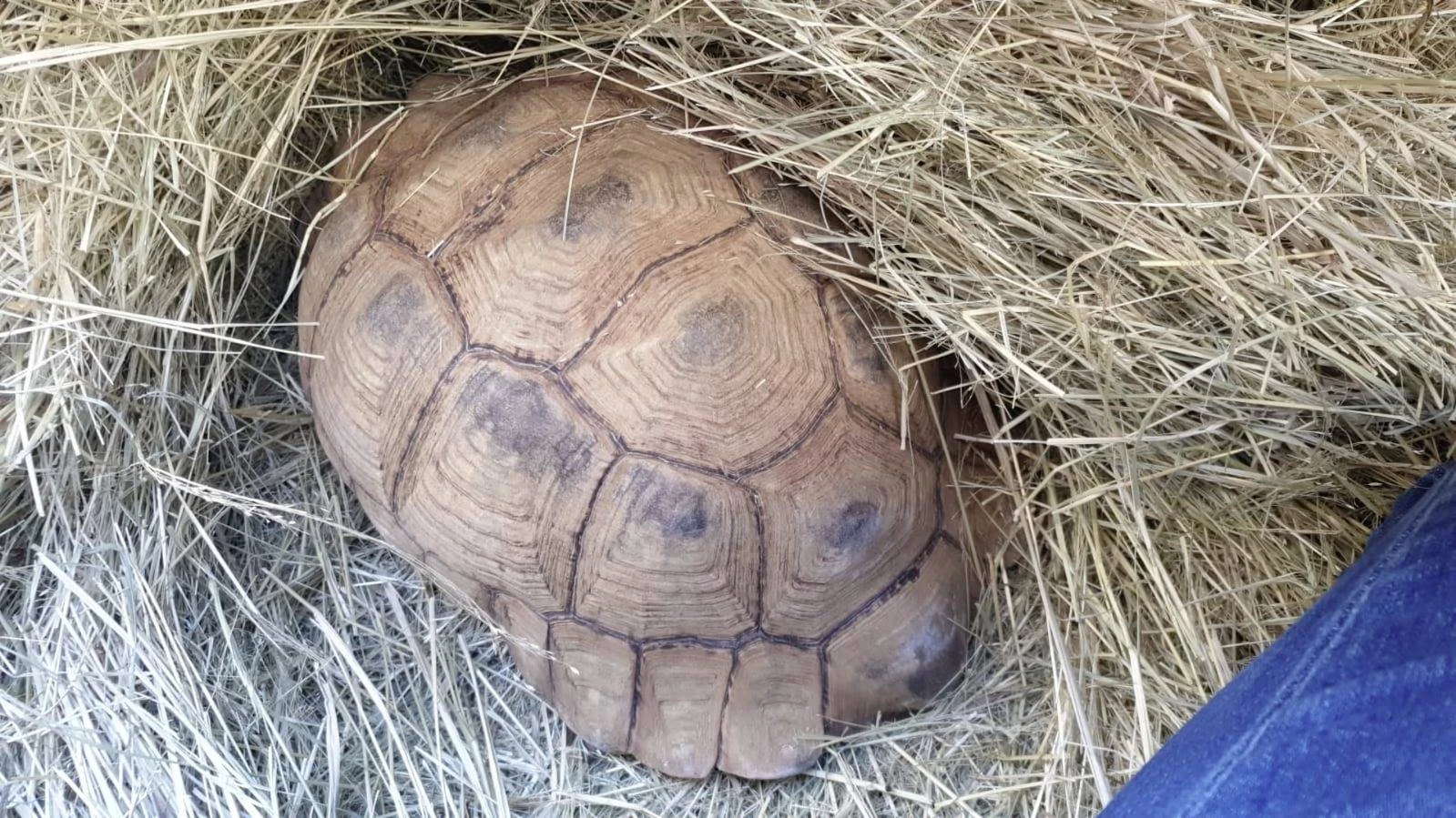 Beseerde bergskilpad gou op pad terug na die ver ou Kalahari