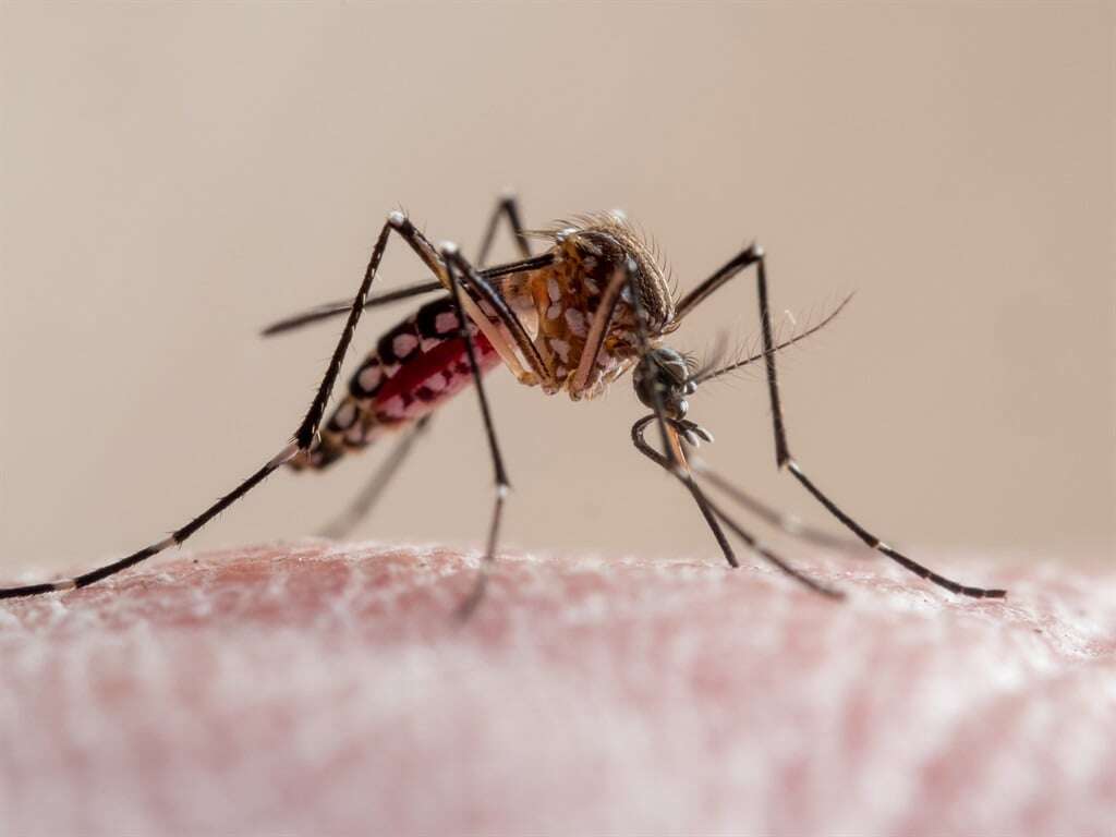 EXPLAINER | How do mosquito repellants work?