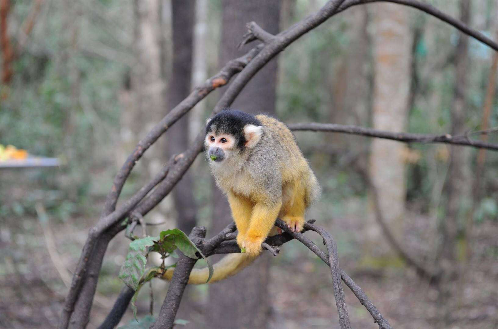 SA projek om ape hul eie habitat te besorg, internasionaal bekroon