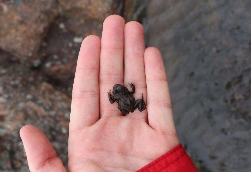 New frog in the rocks - found in SA's Cederberg mountains