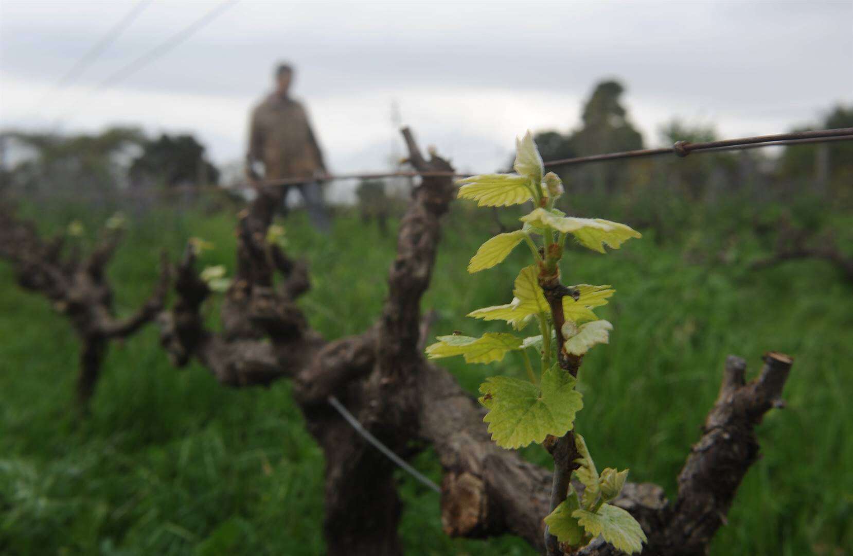 Van die duurste wingerd in die wêreld is rondom Stellenbosch