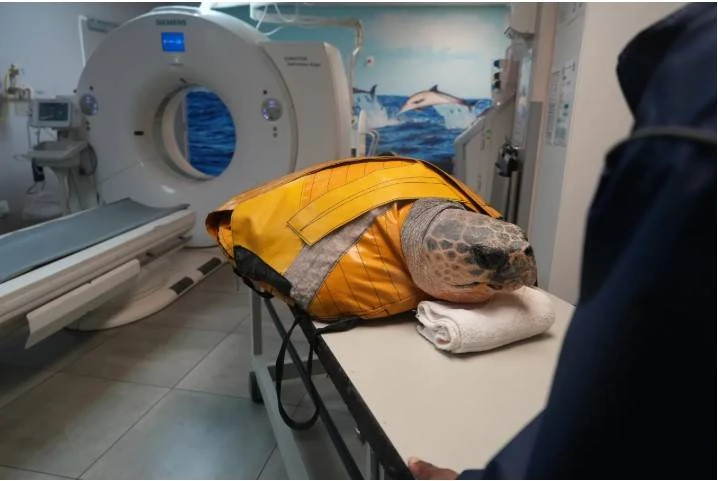 Winelands Radiologie versterk seeskilpad-bewaring met uitgebreide diagnose-hulpmiddels