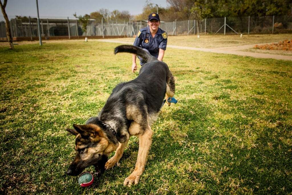 Who left the dogs out: Western Cape K9 unit desperate for resourcing, politicians claim