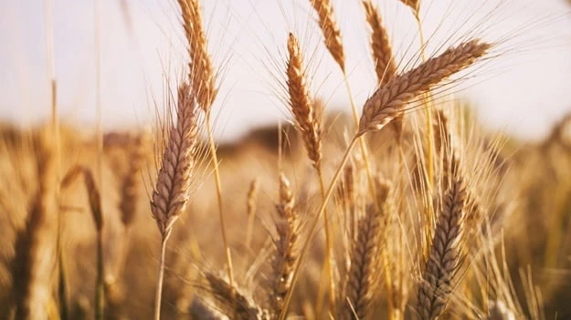 OPINION | Africa will not be able to feed 10 billion people by 2050