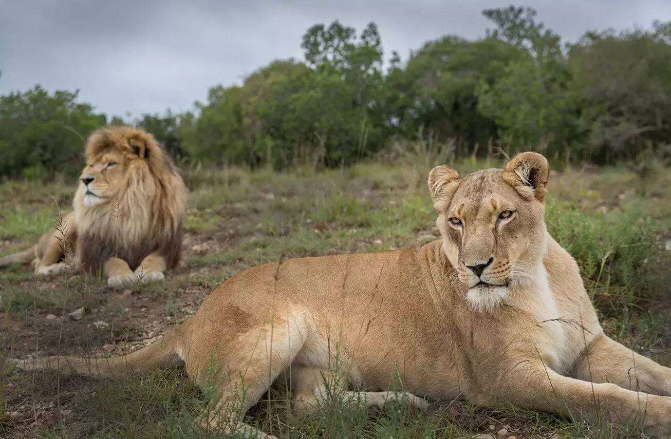 Toevlugsoord vir groot katte in Oos-Kaap word internasionaal erken