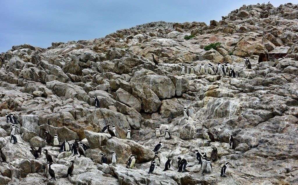 Endangered African penguins on St Croix Island return from brink of extinction