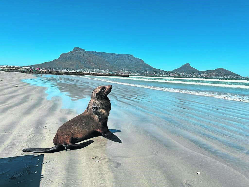 Public urged to stay away from seals after confirmation of rabies case in Cape Town