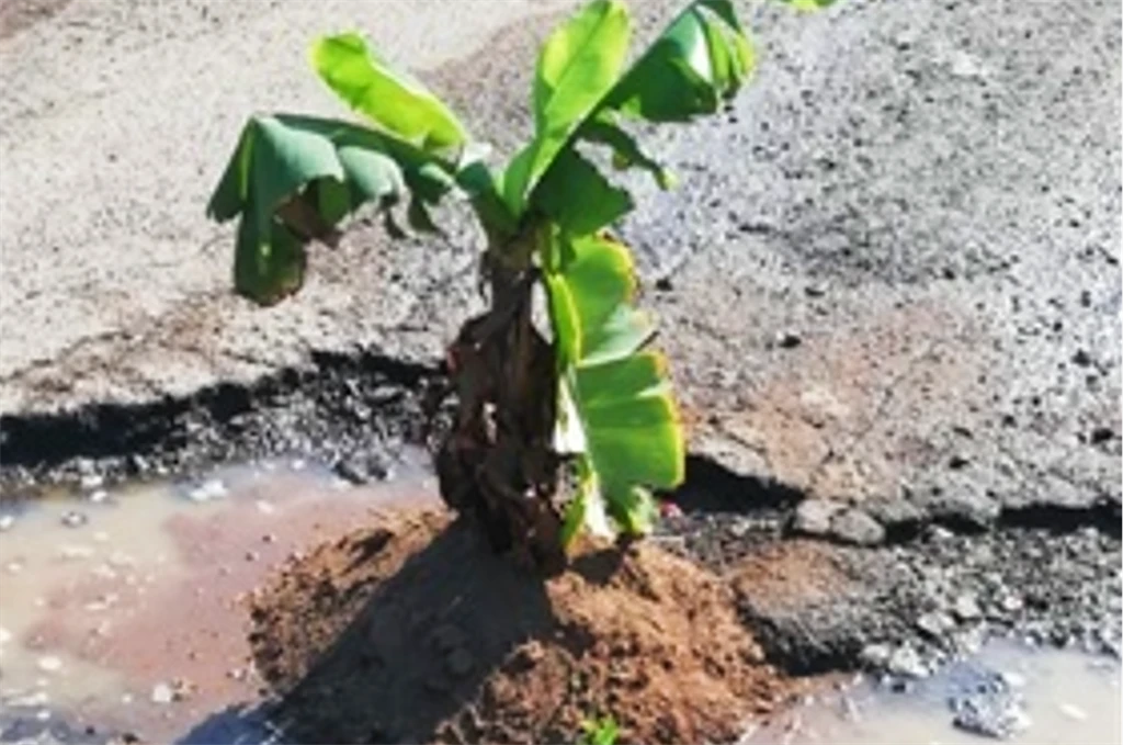 Fed-up KZN man plants banana trees in potholes to get authorities' attention