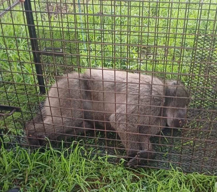 Ratse kees wandel koes-koes deur Kaapse strate