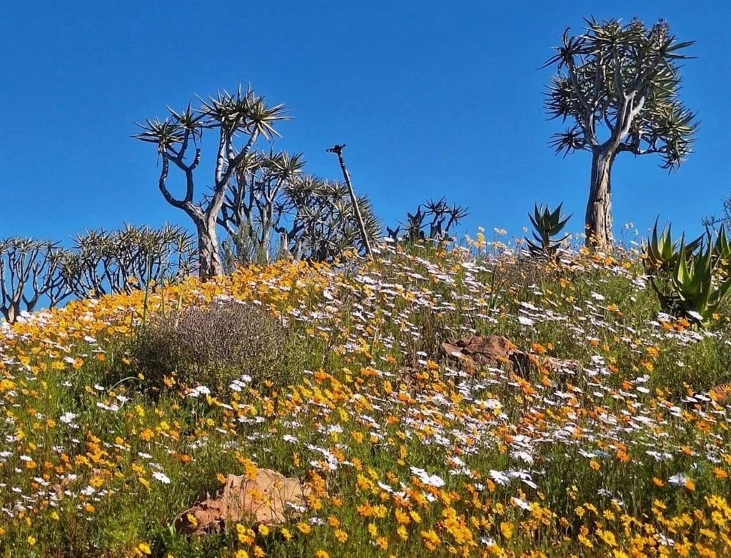 Blommeprag by Clanwilliam se Ramskop-natuurtuin