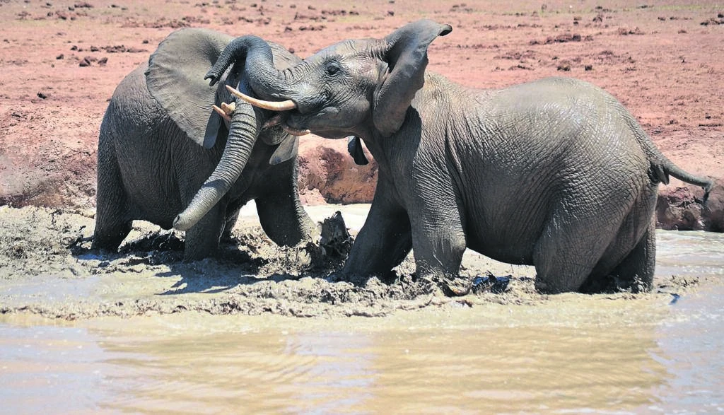 18 elephants suspected to have been killed by India lightning strike
