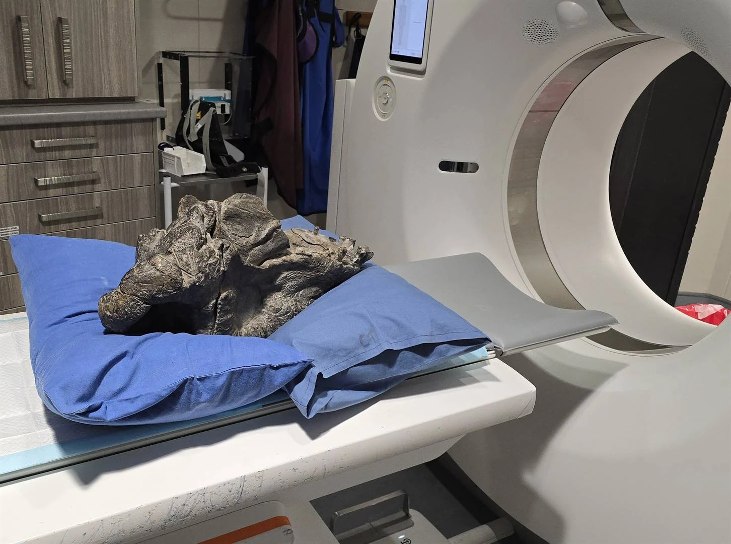 CT-skandering help met navorsing oor hoe 275 miljoen-jarige dalk baklei het