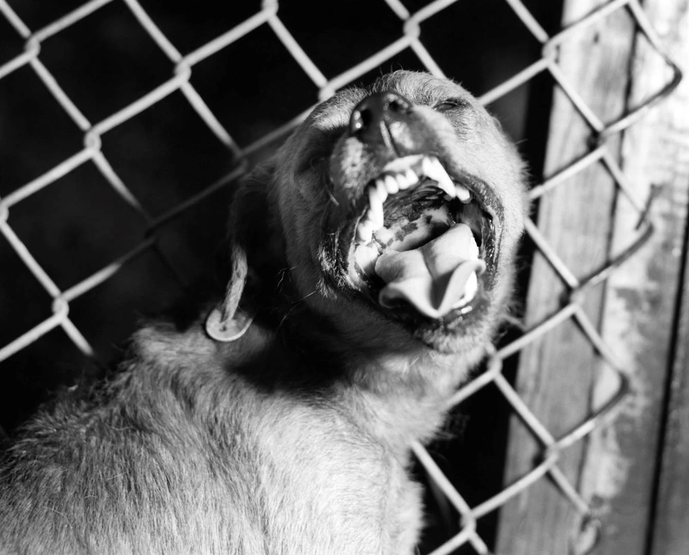 Ma van dogtertjie (3) ná honde haar verskeur: ‘Mense het gesê ek moenie kyk’