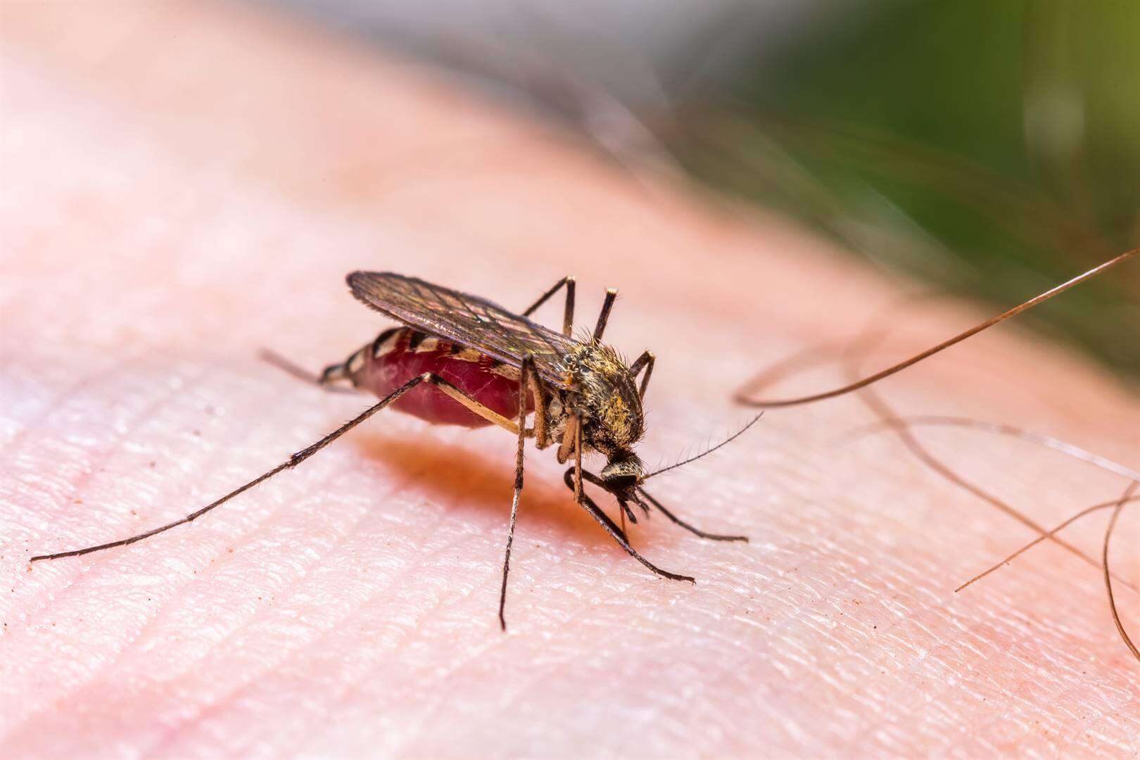 Pasop vir malaria ná swaar reën in dié dele