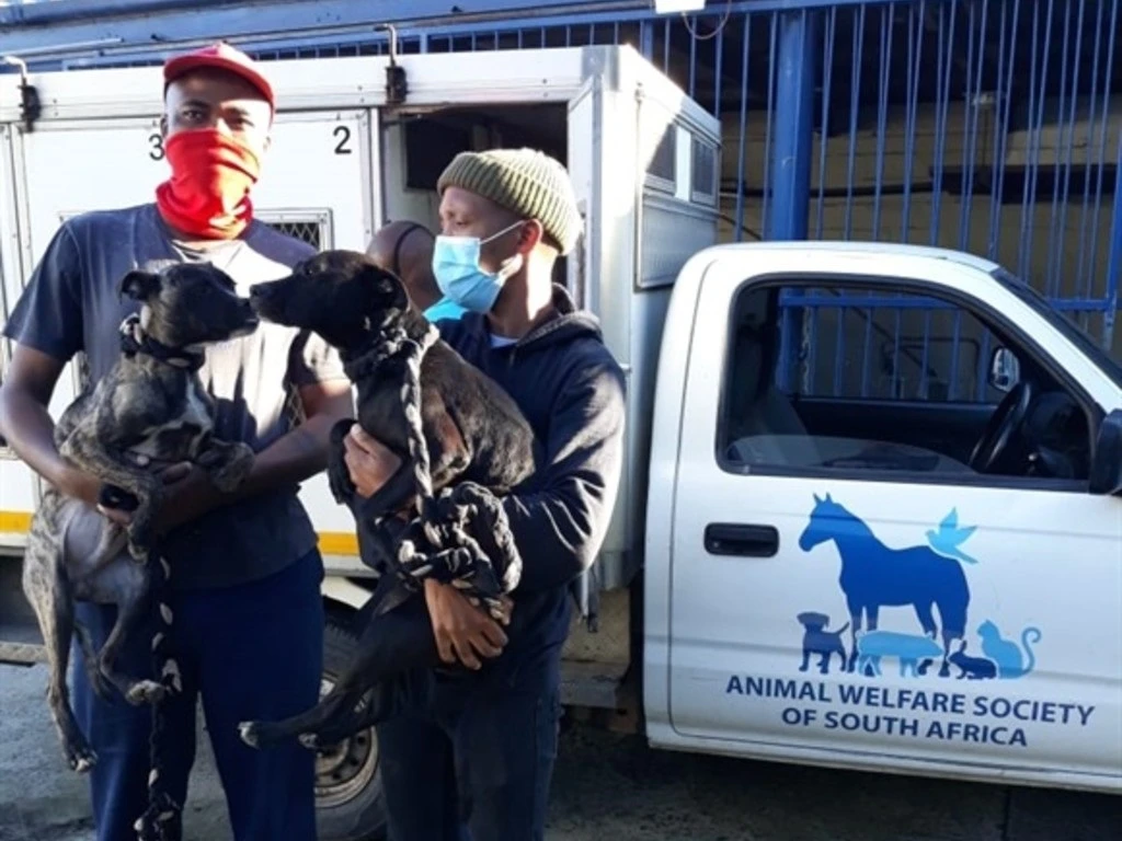 'I buried him on the spot he would sit barking at people' - CPT fire survivors lament loss of pets