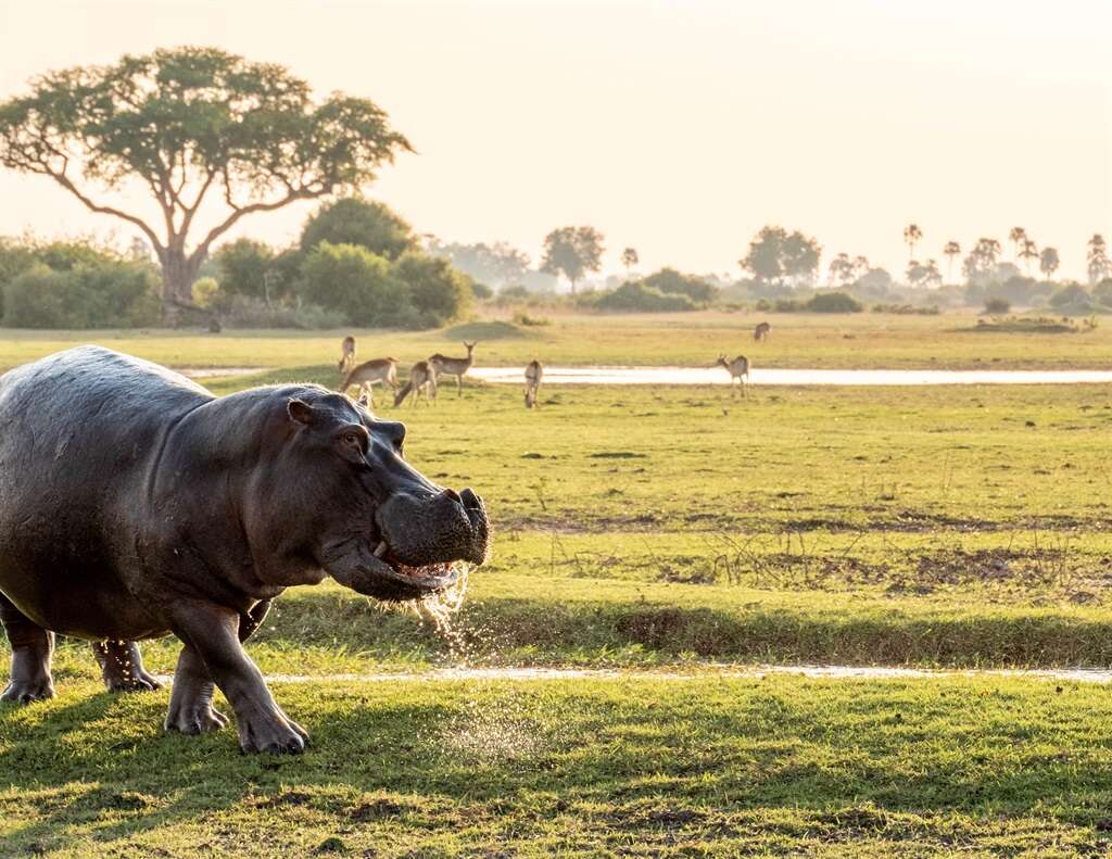 Off-season Okavango wildlife wonder: Moremi's newest camp offers South Africans sun-soaked delights